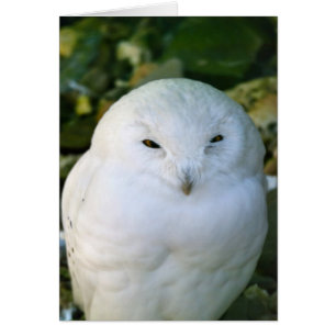 Snowy Owl