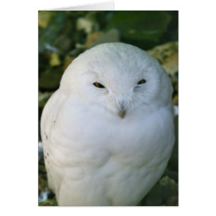 Snowy Owl