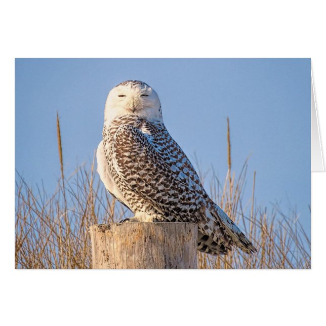 Snowy Owl (Front Horizontal)