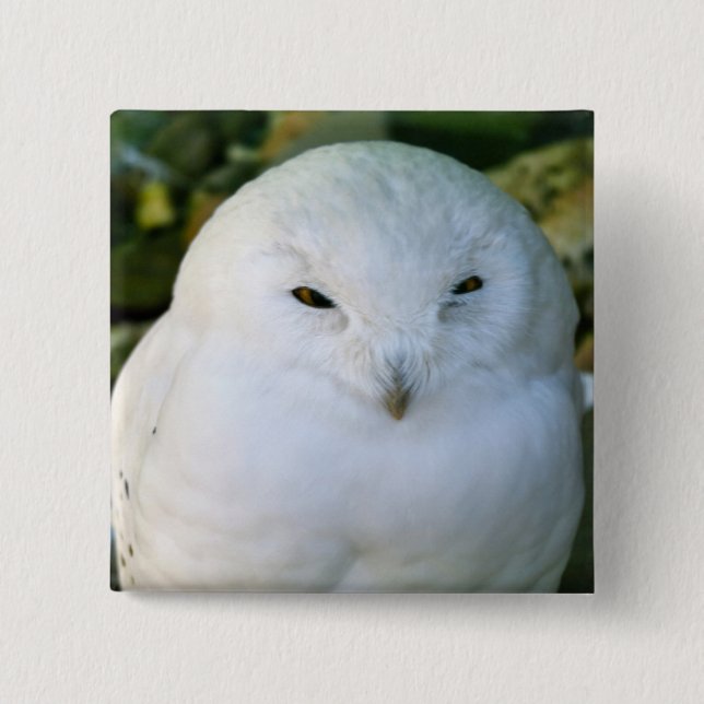 Snowy Owl 15 Cm Square Badge (Front)