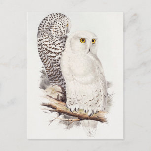 snowy Owl (1832–1837) Postcard