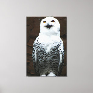 Snowy Owl 24x36 (60x90cm) waccn Canvas Print