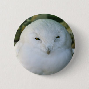 Snowy Owl 6 Cm Round Badge