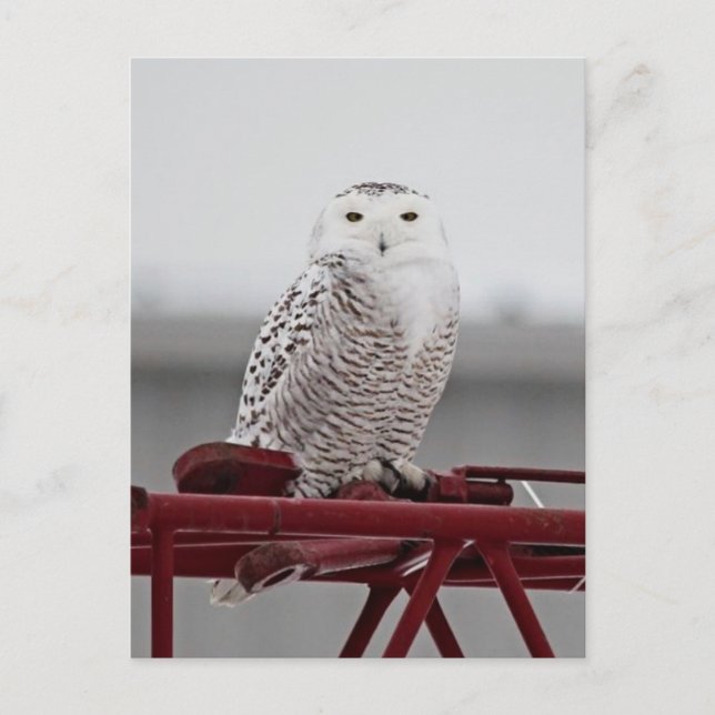 Snowy Owl 9470 Postcard (Front)