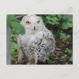 Snowy Owl at ZooAmerica Postcard