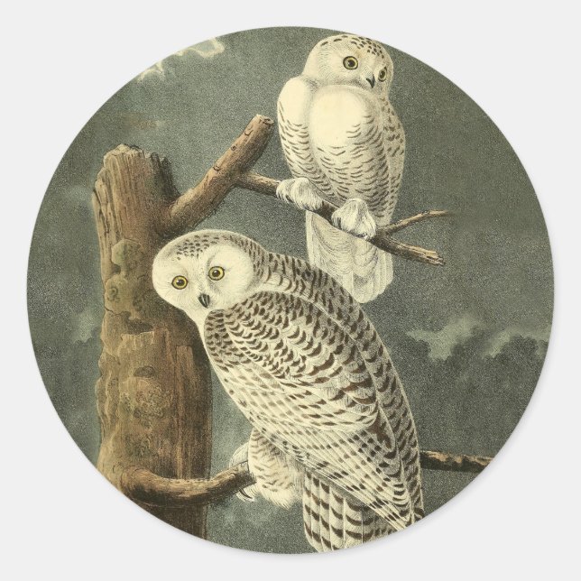 Snowy Owl Audubon Bird Artwork Classic Round Sticker (Front)