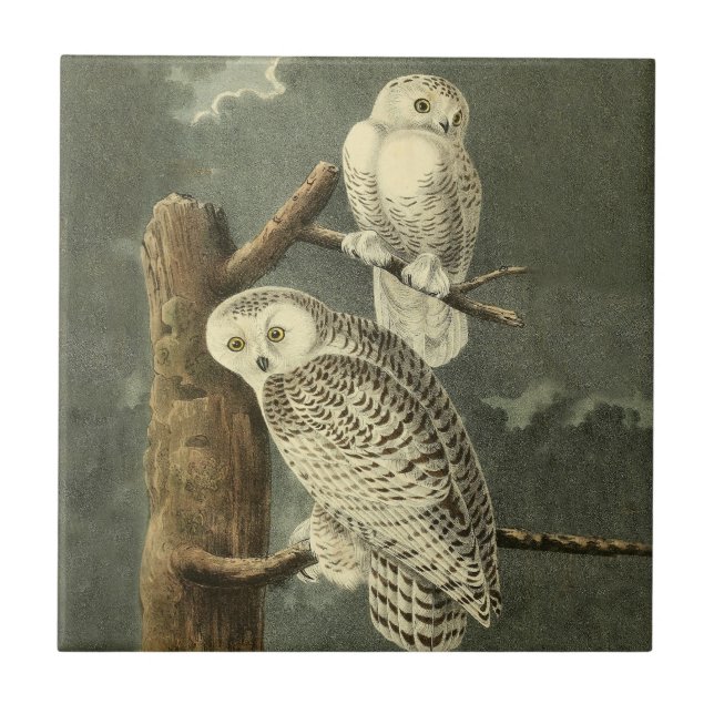 Snowy Owl Audubon Bird Artwork Tile (Front)