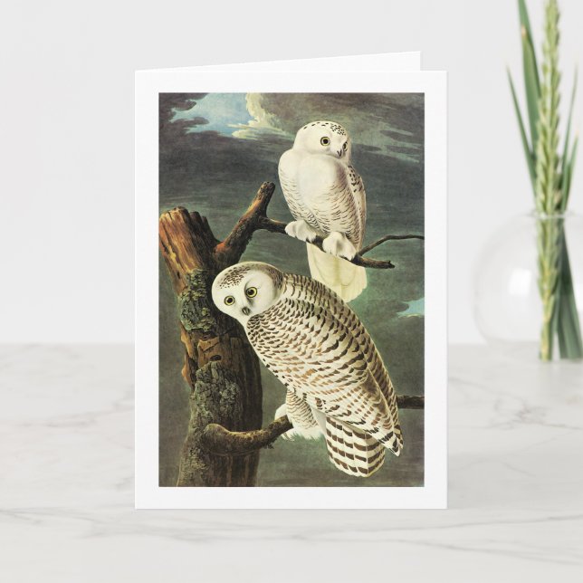 Snowy Owl - Audubon Fine Vintage Birds America Card (Front)