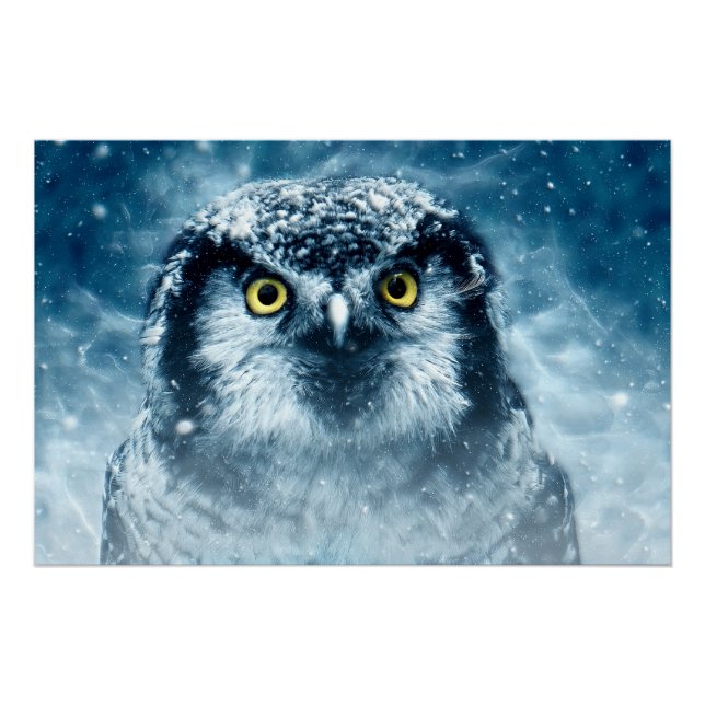 Snowy Owl Big Eyes Poster (Front)