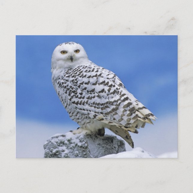 Snowy Owl (Bubo scandiacus) Postcard (Front)