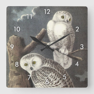 Snowy Owl by Audubon Square Wall Clock