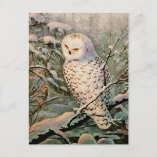 SNOWY OWL by SHARON SHARPE Postcard