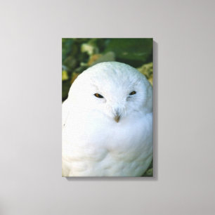 Snowy Owl Canvas Print