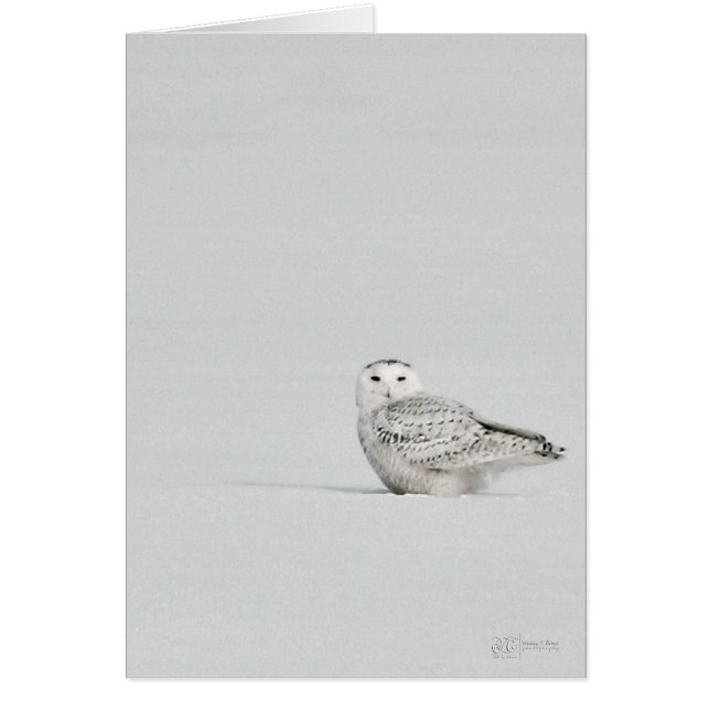 Snowy Owl Card (Front)