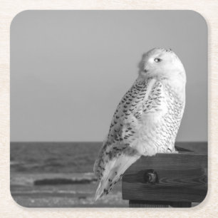 Snowy Owl Coaster
