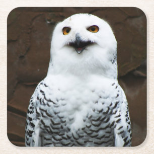 Snowy Owl coastercn Square Paper Coaster