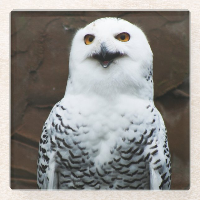 Snowy Owl coastercna Glass Coaster (Front)