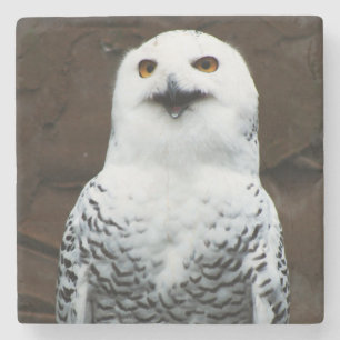 Snowy Owl coastercna Stone Coaster
