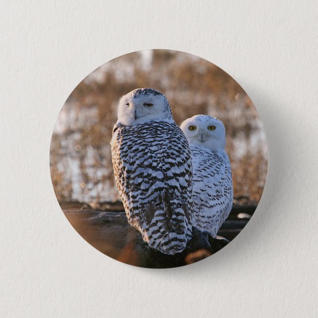 Snowy Owl Couple 6 Cm Round Badge (Front)