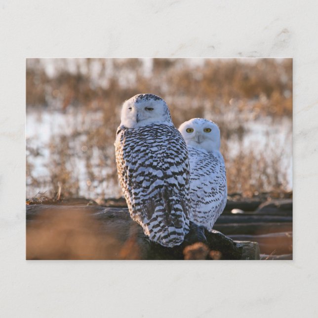 Snowy Owl Couple Postcard (Front)