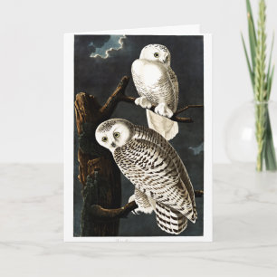 Snowy Owl illustration by Audubon Card
