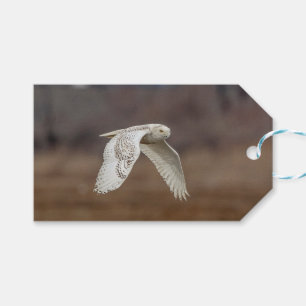 Snowy owl in flight gift tags