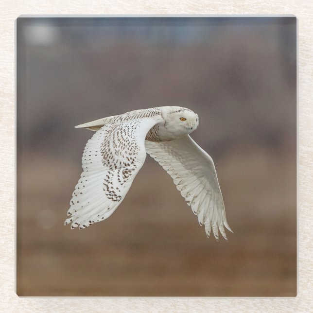 Snowy owl in flight glass coaster (Front)