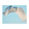Snowy Owl in flight