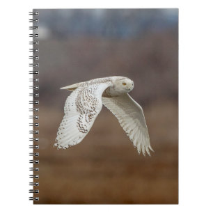 Snowy owl in flight spiral notebook