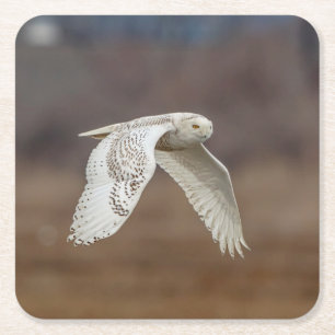 Snowy owl in flight square paper coaster
