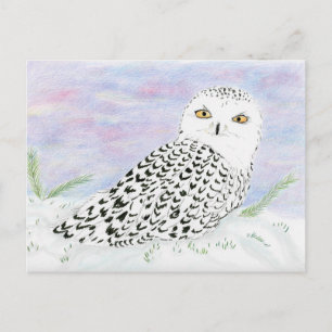 Snowy Owl In Winter Sunset Colour Pencil Postcard