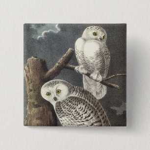 Snowy Owl, John Audubon 15 Cm Square Badge
