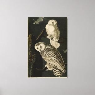 Snowy Owl, John James Audubon's Birds of America Canvas Print