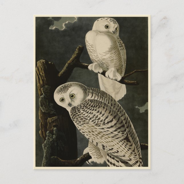 Snowy Owl, John James Audubon's Birds of America Postcard (Front)