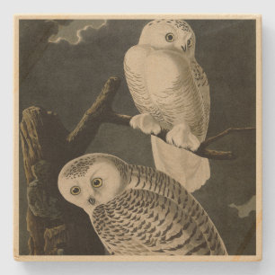 Snowy Owl, John James Audubon's Birds of America Stone Coaster