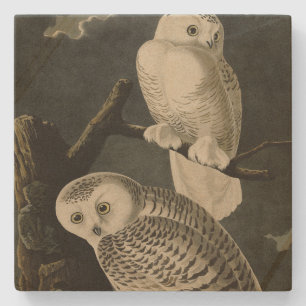 Snowy Owl, John James Audubon's Birds of America Stone Coaster