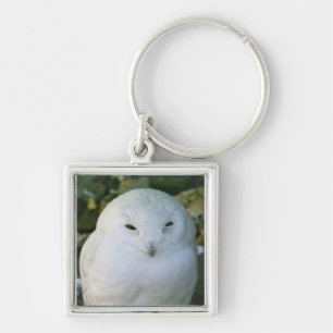 Snowy Owl Key Ring