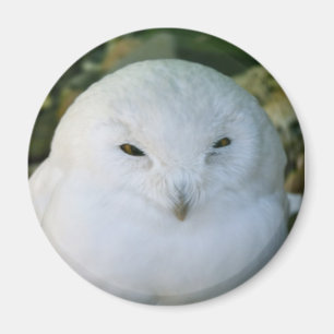 Snowy Owl Magnet