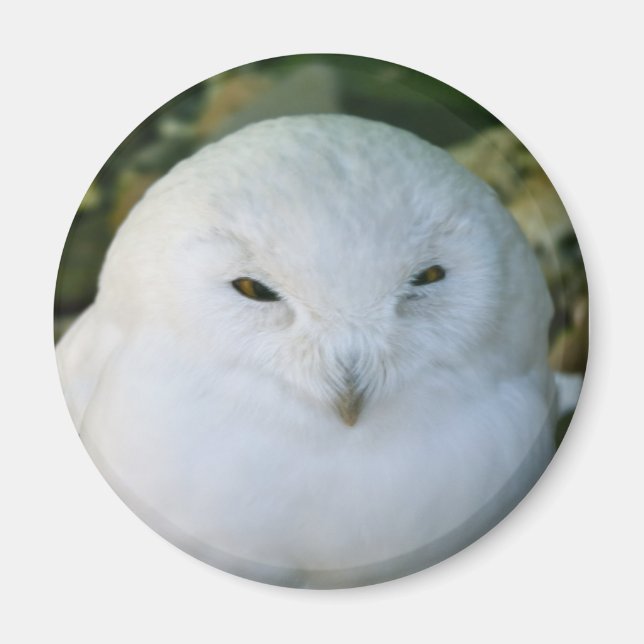 Snowy Owl Magnet (Front)