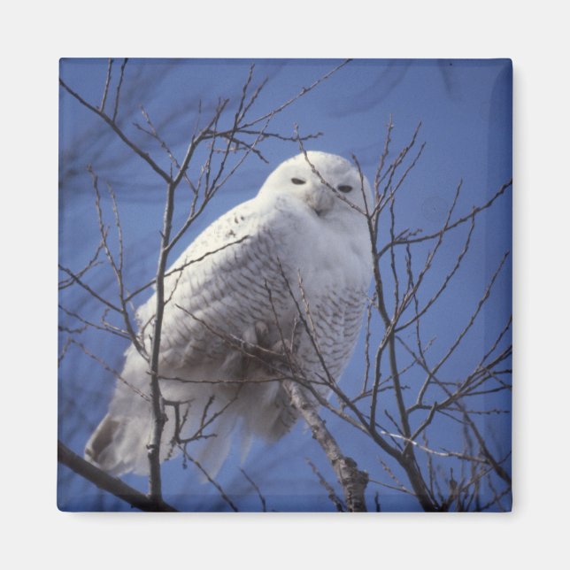 Snowy Owl Magnet (Front)