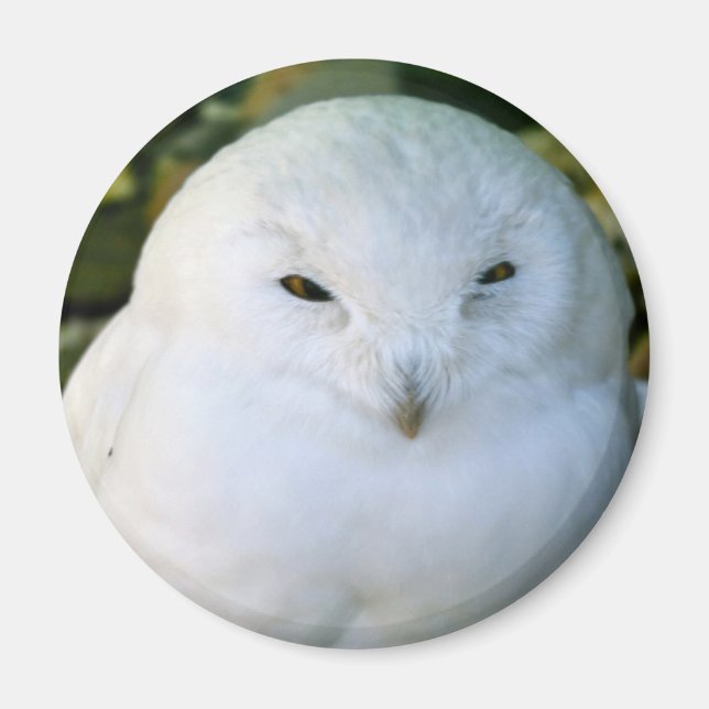 Snowy Owl Magnet (Front)