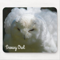 Snowy Owl