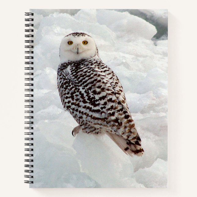 Snowy Owl notebook (Front)