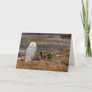 Snowy Owl on a log Card