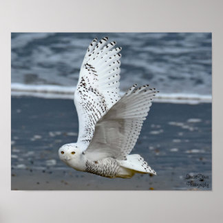 Snowy Owl on Beach Poster