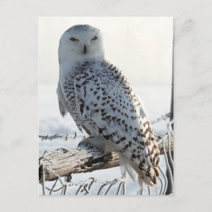 Snowy Owl on Fence Postcard