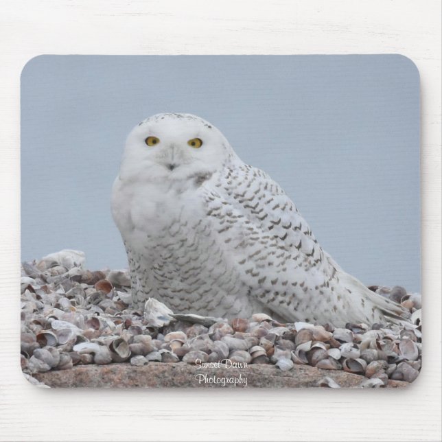 Snowy Owl on shells    Mouse Pad (Front)