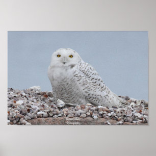 Snowy Owl on shells Poster