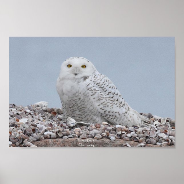 Snowy Owl on shells Poster (Front)