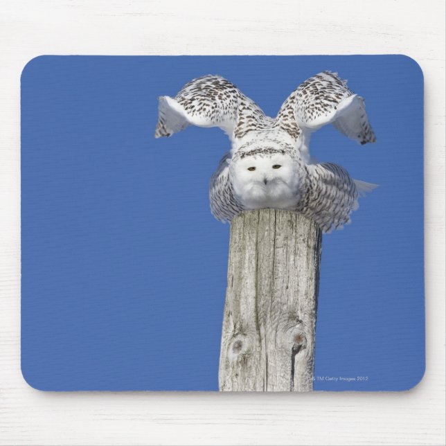 Snowy owl on top of a pole, preparing to take mouse pad (Front)